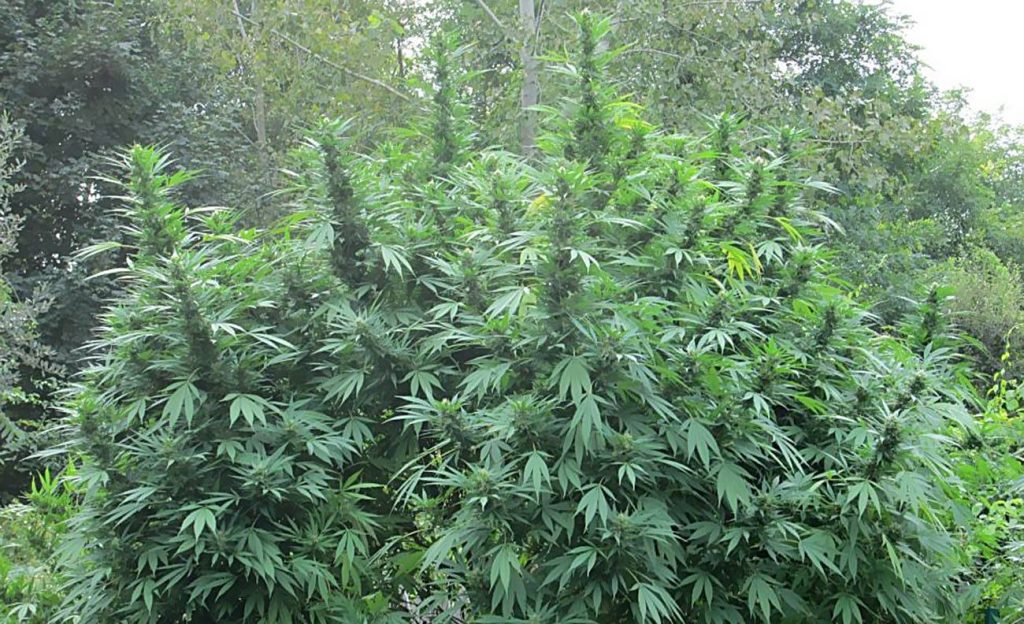 Nasiona Marihuany Green Bud, Recenzja Odmiany, wwwkoneser